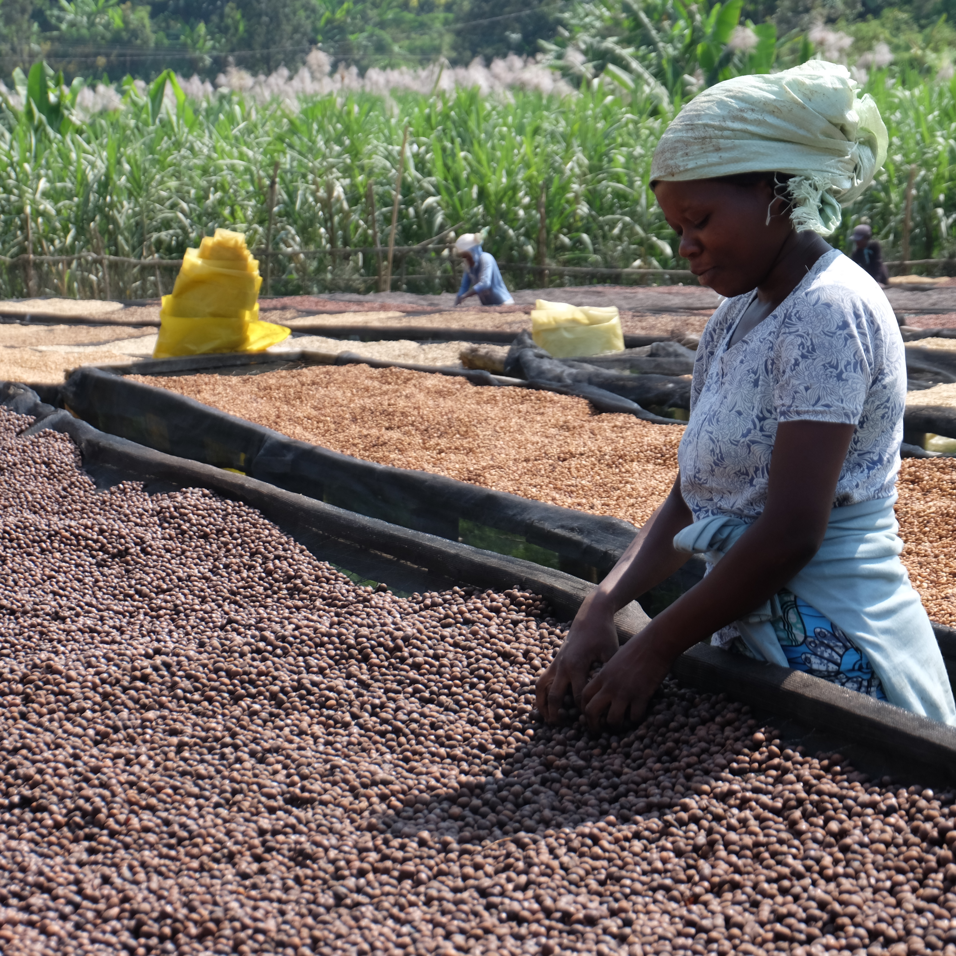 Rwanda Rugali Natural(24/25年クロップ) | ORIGIN COUNTRIES for